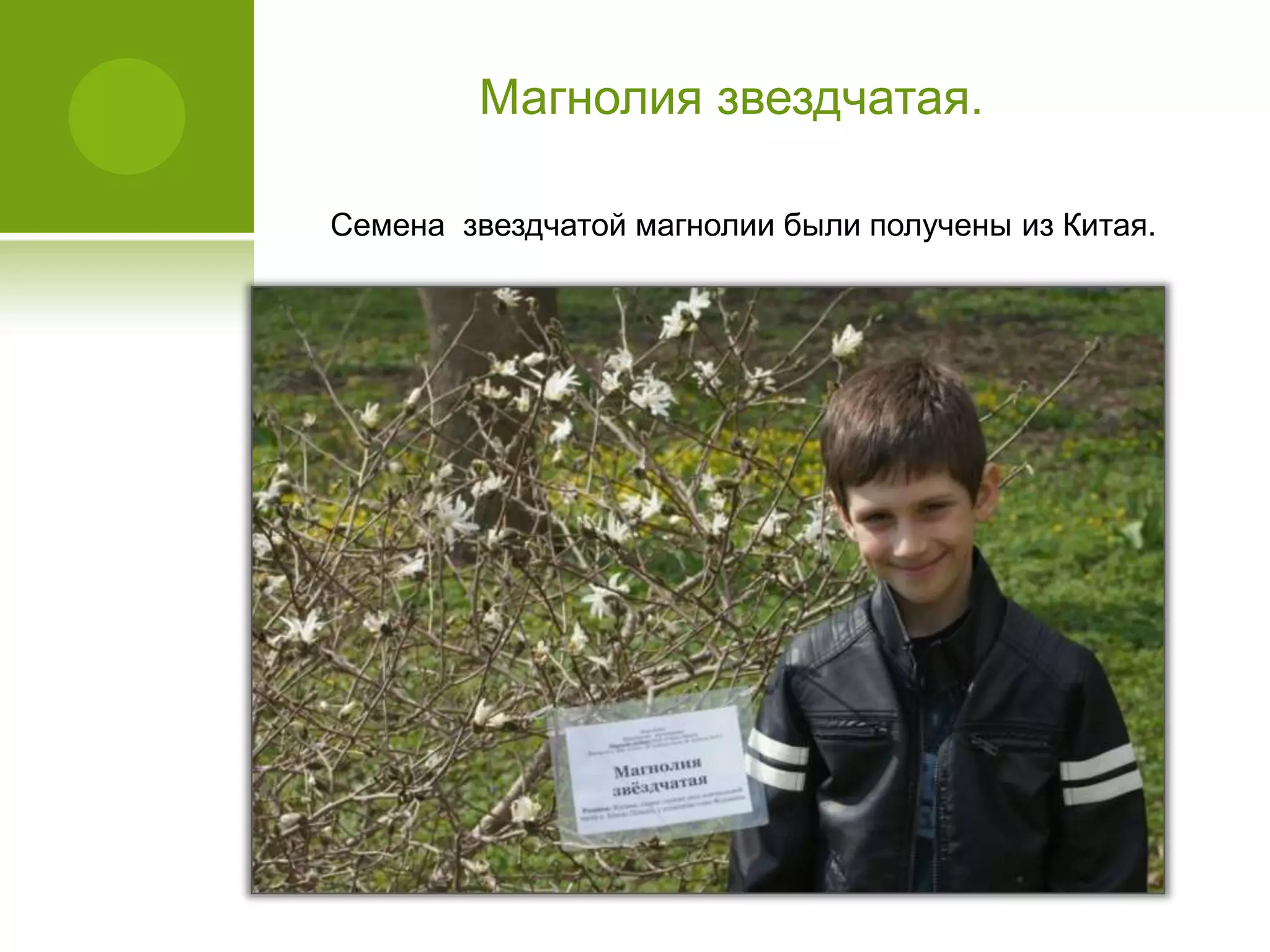 Магнолия звездчатая.
Семена звездчатой магнолии были получены из Китая.
 