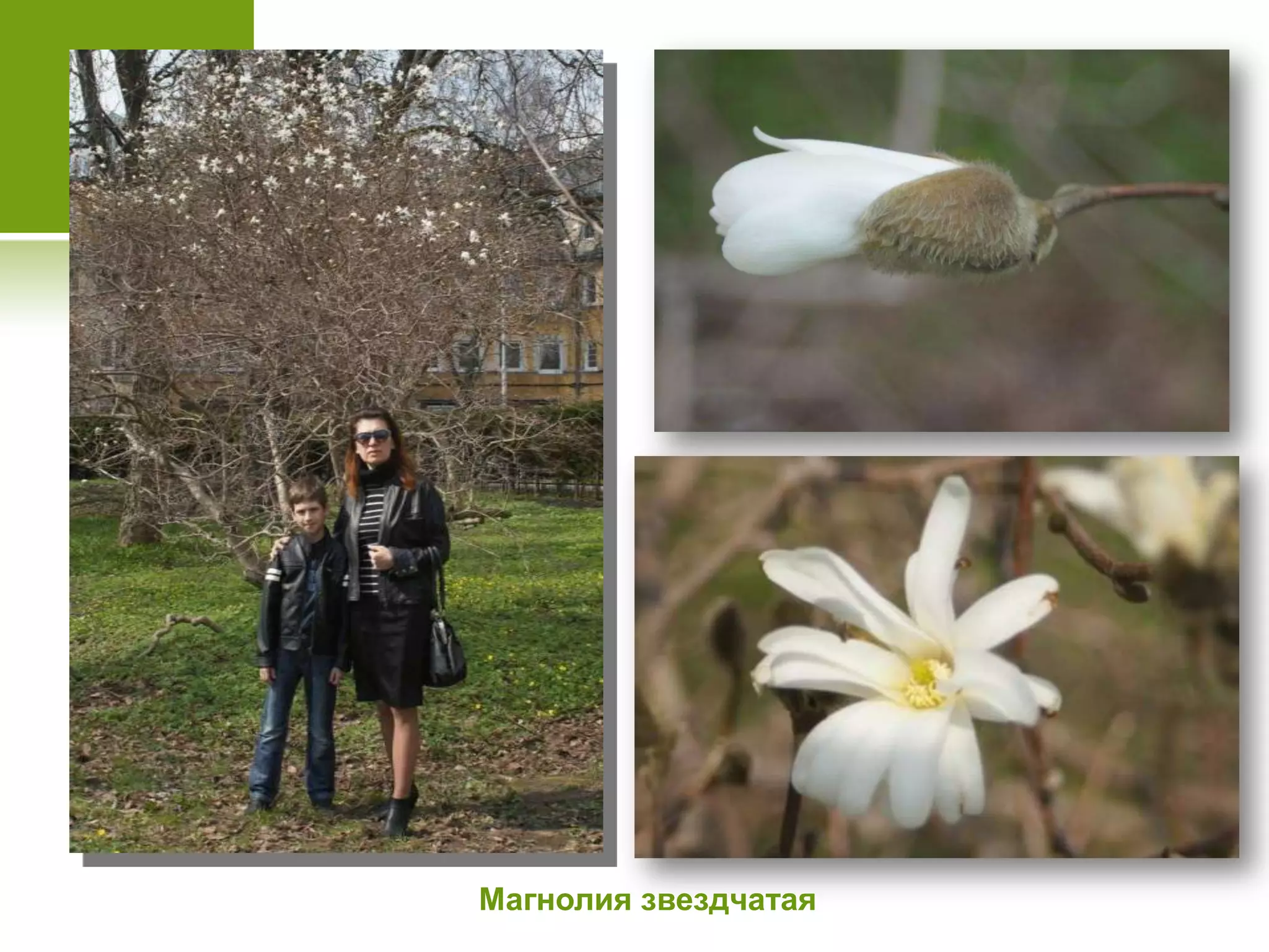 Магнолия звездчатая
 