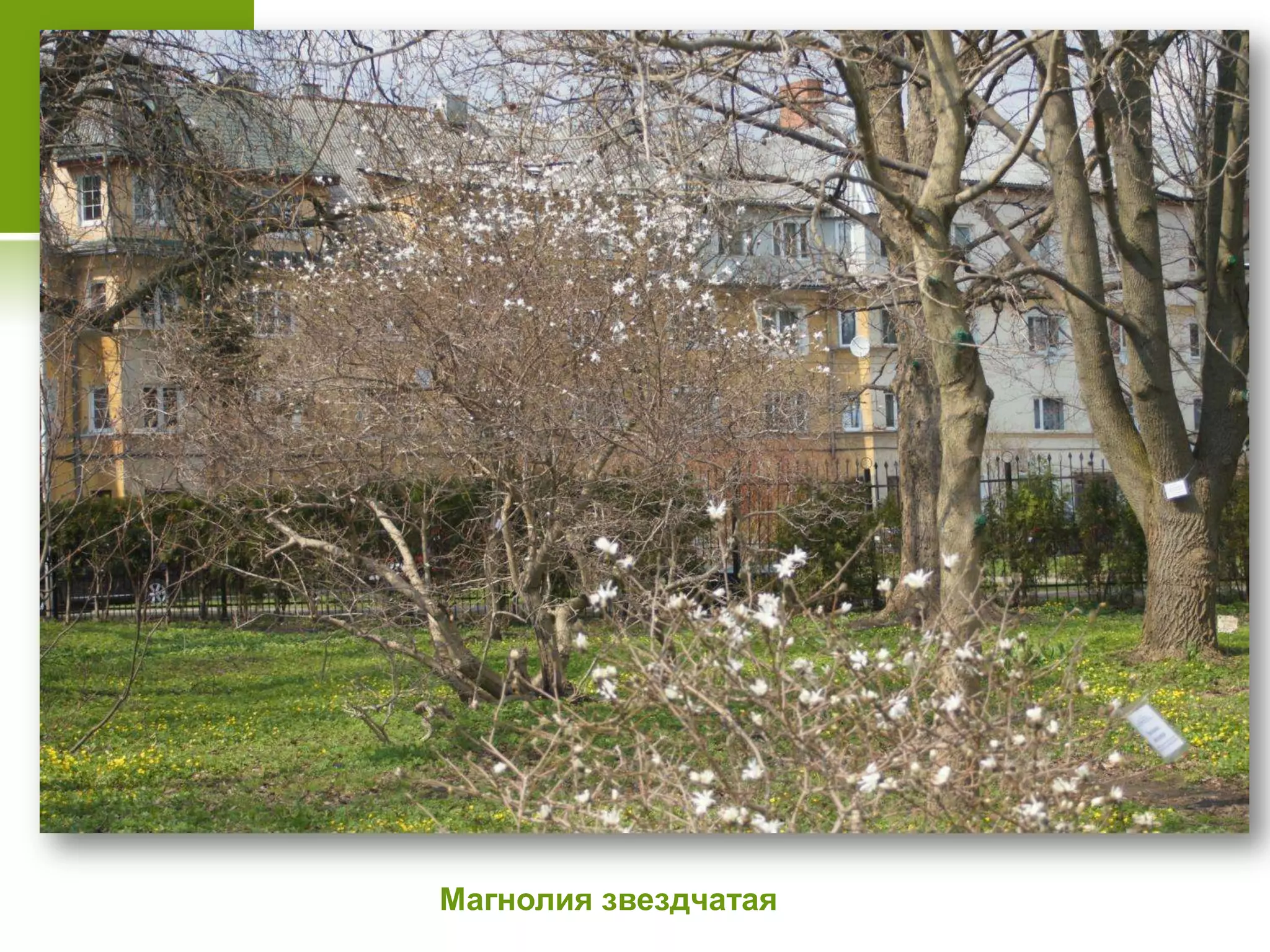 Магнолия звездчатая
 