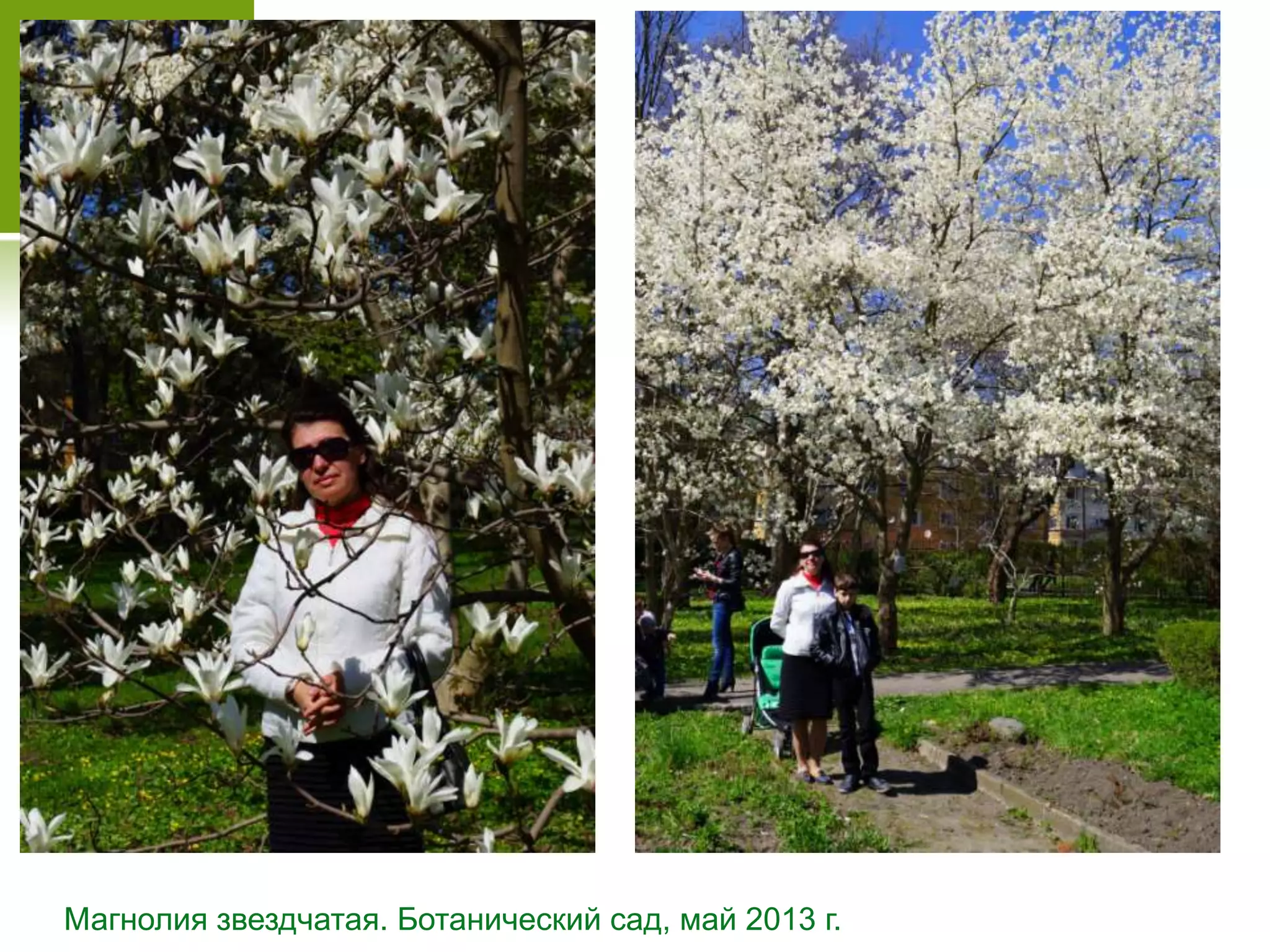 Магнолия звездчатая. Ботанический сад, май 2013 г.
 