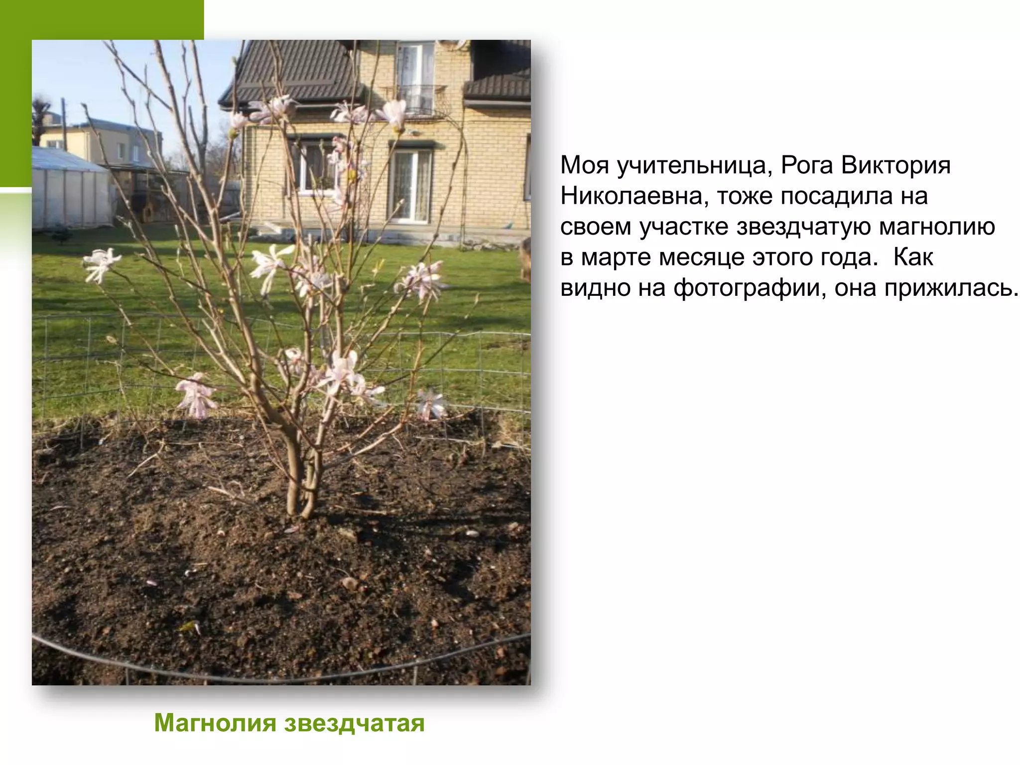 Магнолия звездчатая
Моя учительница, Рога Виктория
Николаевна, тоже посадила на
своем участке звездчатую магнолию
в марте месяце этого года. Как
видно на фотографии, она прижилась.
 