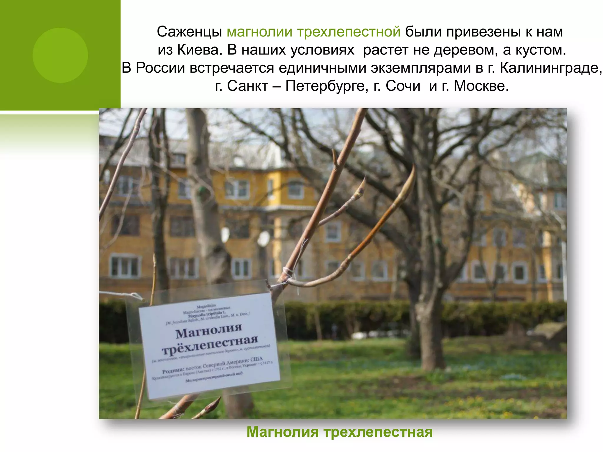 Саженцы магнолии трехлепестной были привезены к нам
из Киева. В наших условиях растет не деревом, а кустом.
В России встречается единичными экземплярами в г. Калининграде,
г. Санкт – Петербурге, г. Сочи и г. Москве.
Магнолия трехлепестная
 
