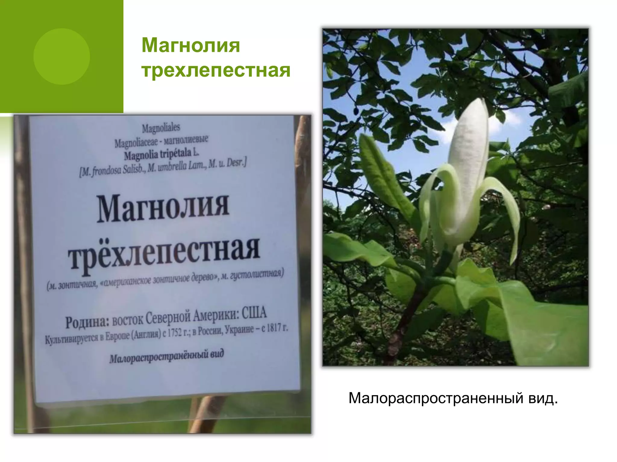 Магнолия
трехлепестная
Малораспространенный вид.
 