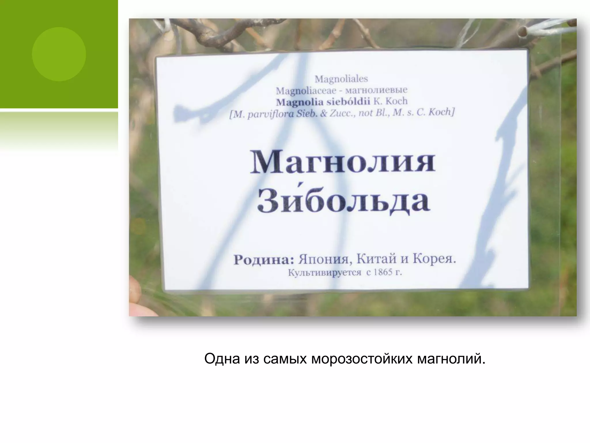 Одна из самых морозостойких магнолий.
 