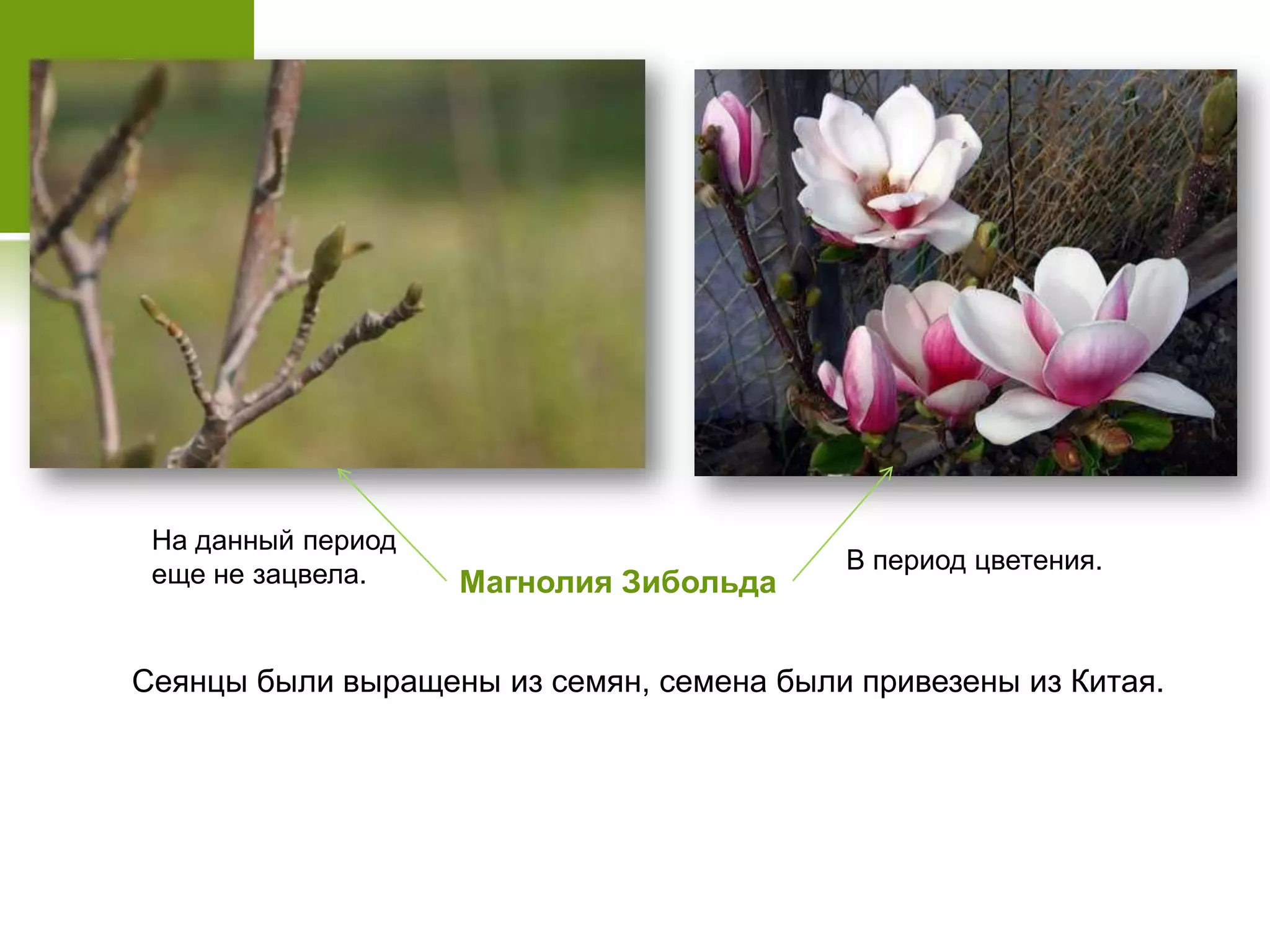 Сеянцы были выращены из семян, семена были привезены из Китая.
Магнолия Зибольда
На данный период
еще не зацвела. В период цветения.
 