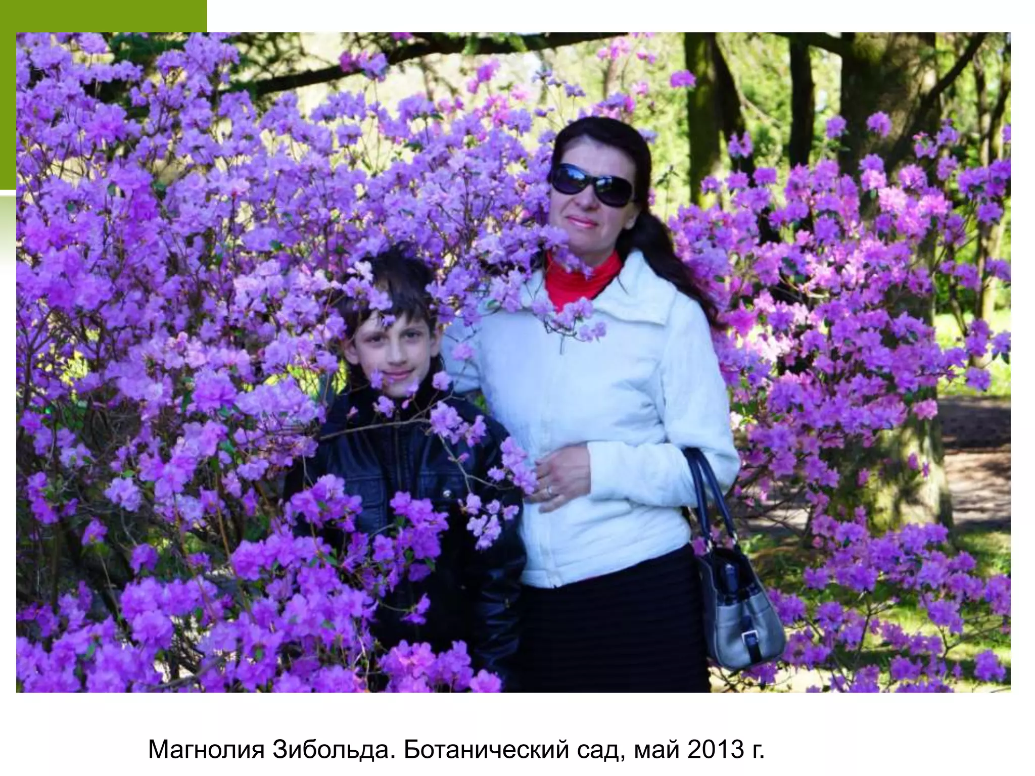 Магнолия Зибольда. Ботанический сад, май 2013 г.
 