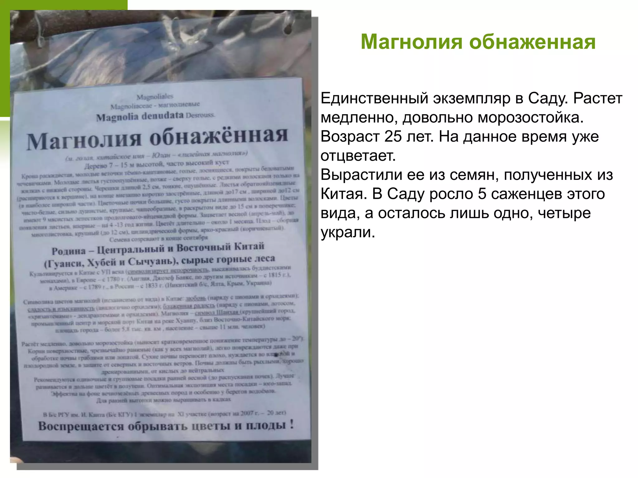 Магнолия обнаженная
Единственный экземпляр в Саду. Растет
медленно, довольно морозостойка.
Возраст 25 лет. На данное время уже
отцветает.
Вырастили ее из семян, полученных из
Китая. В Саду росло 5 саженцев этого
вида, а осталось лишь одно, четыре
украли.
 