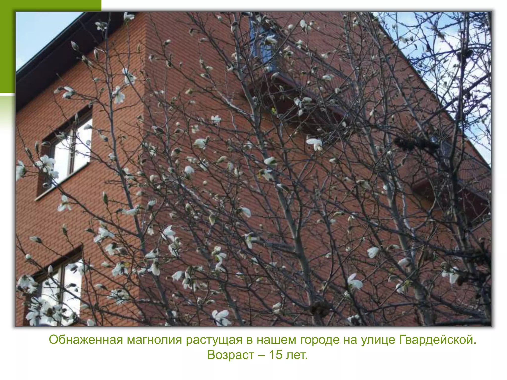 Обнаженная магнолия растущая в нашем городе на улице Гвардейской.
Возраст – 15 лет.
 