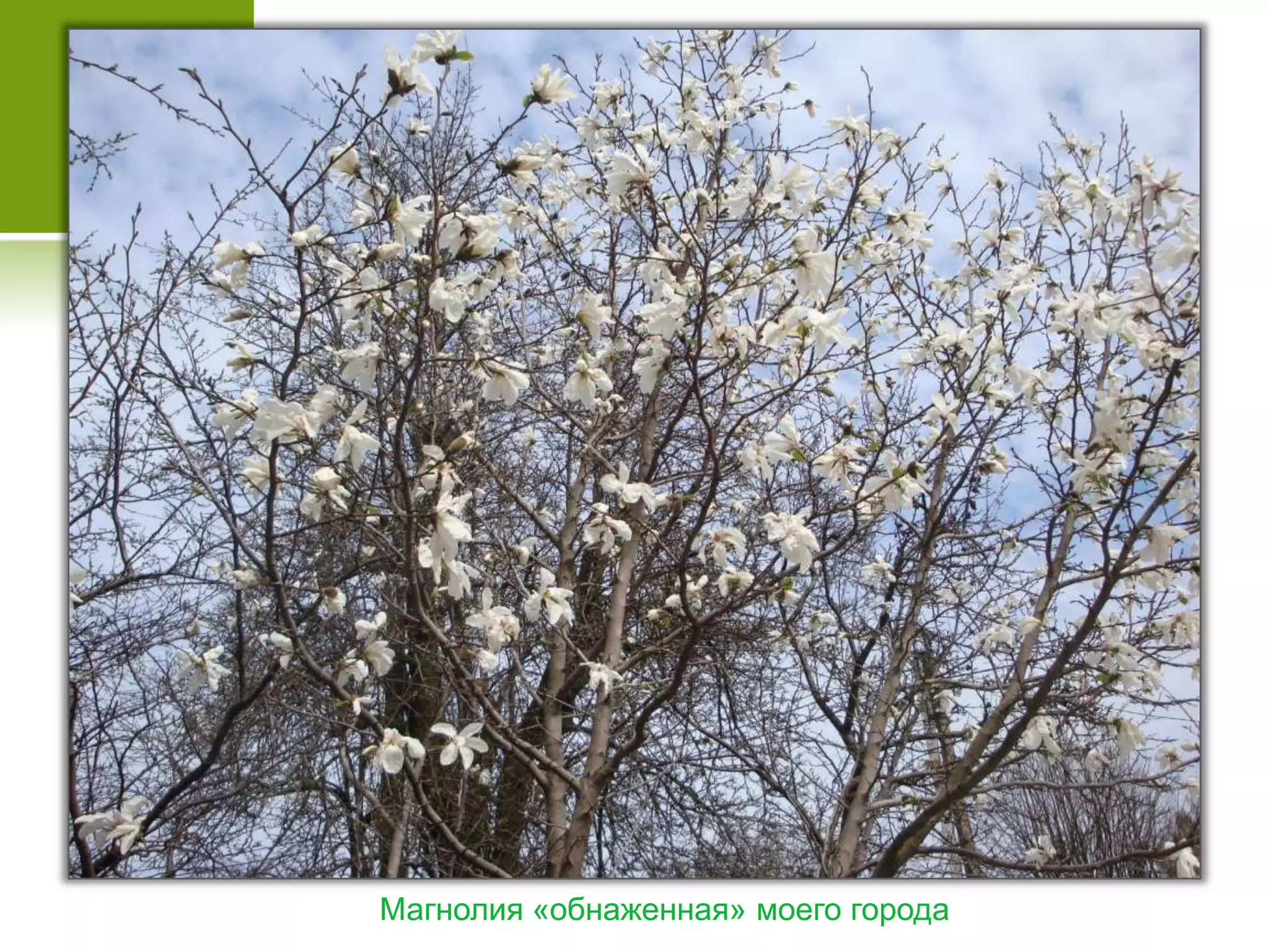 Магнолия «обнаженная» моего города
 
