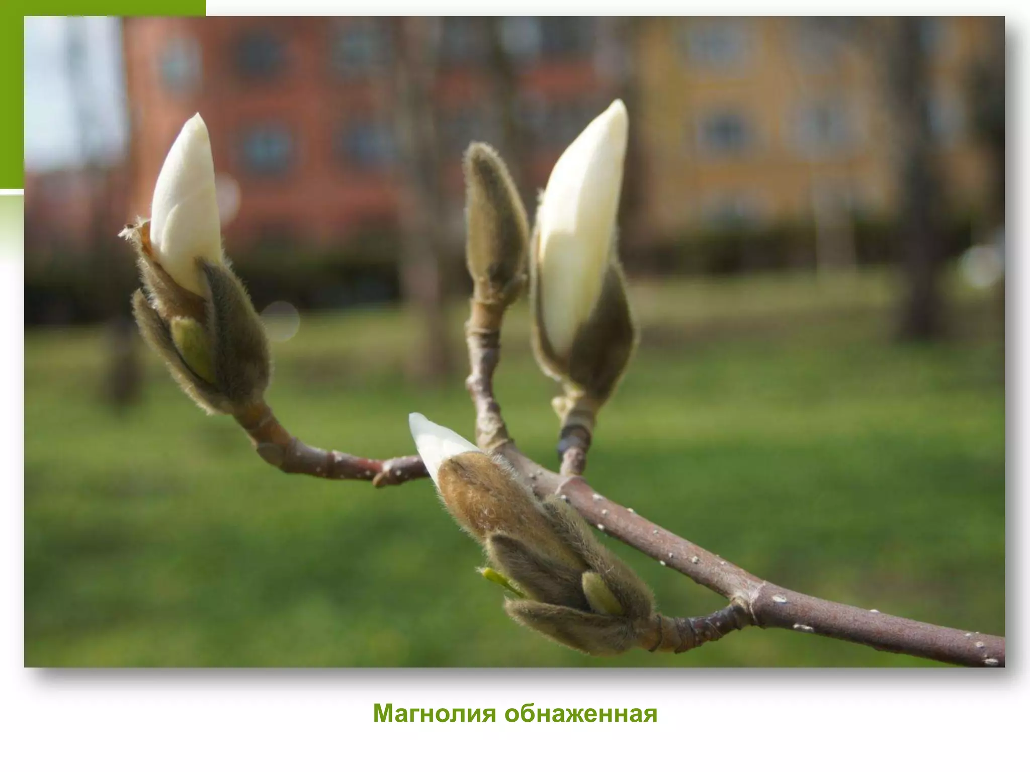 Магнолия обнаженная
 