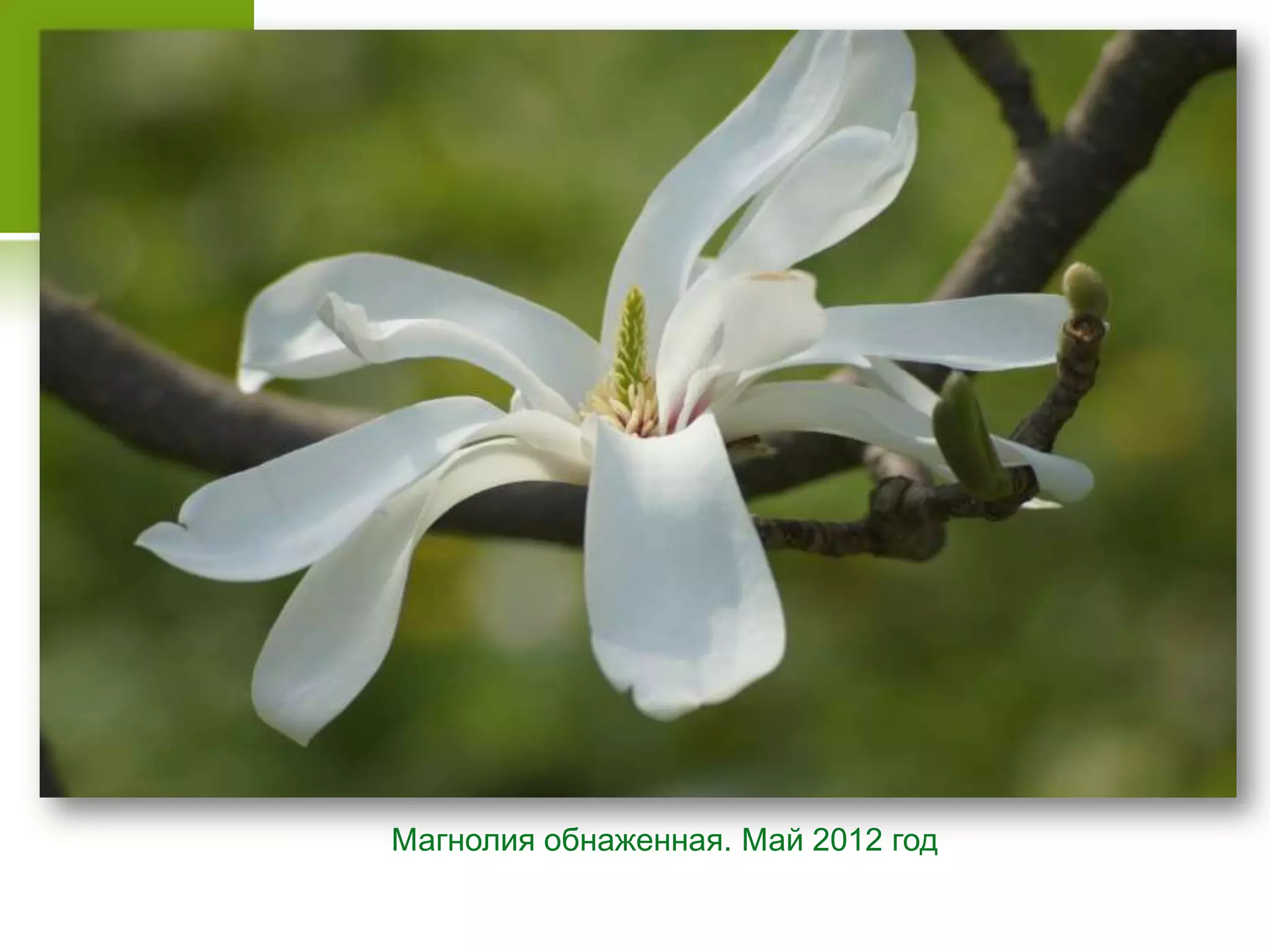 Магнолия обнаженная. Май 2012 год
 