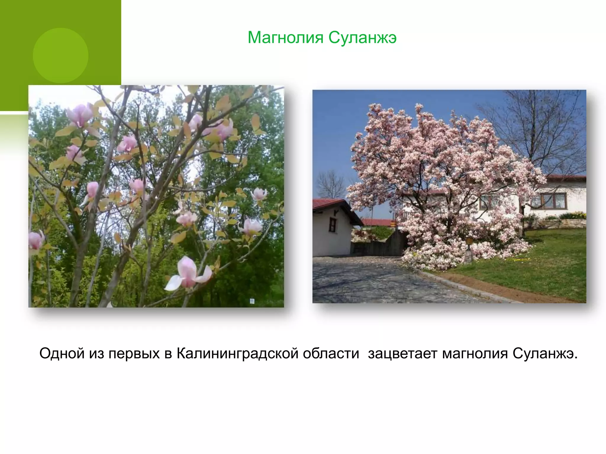 Магнолия Суланжэ
Одной из первых в Калининградской области зацветает магнолия Суланжэ.
 