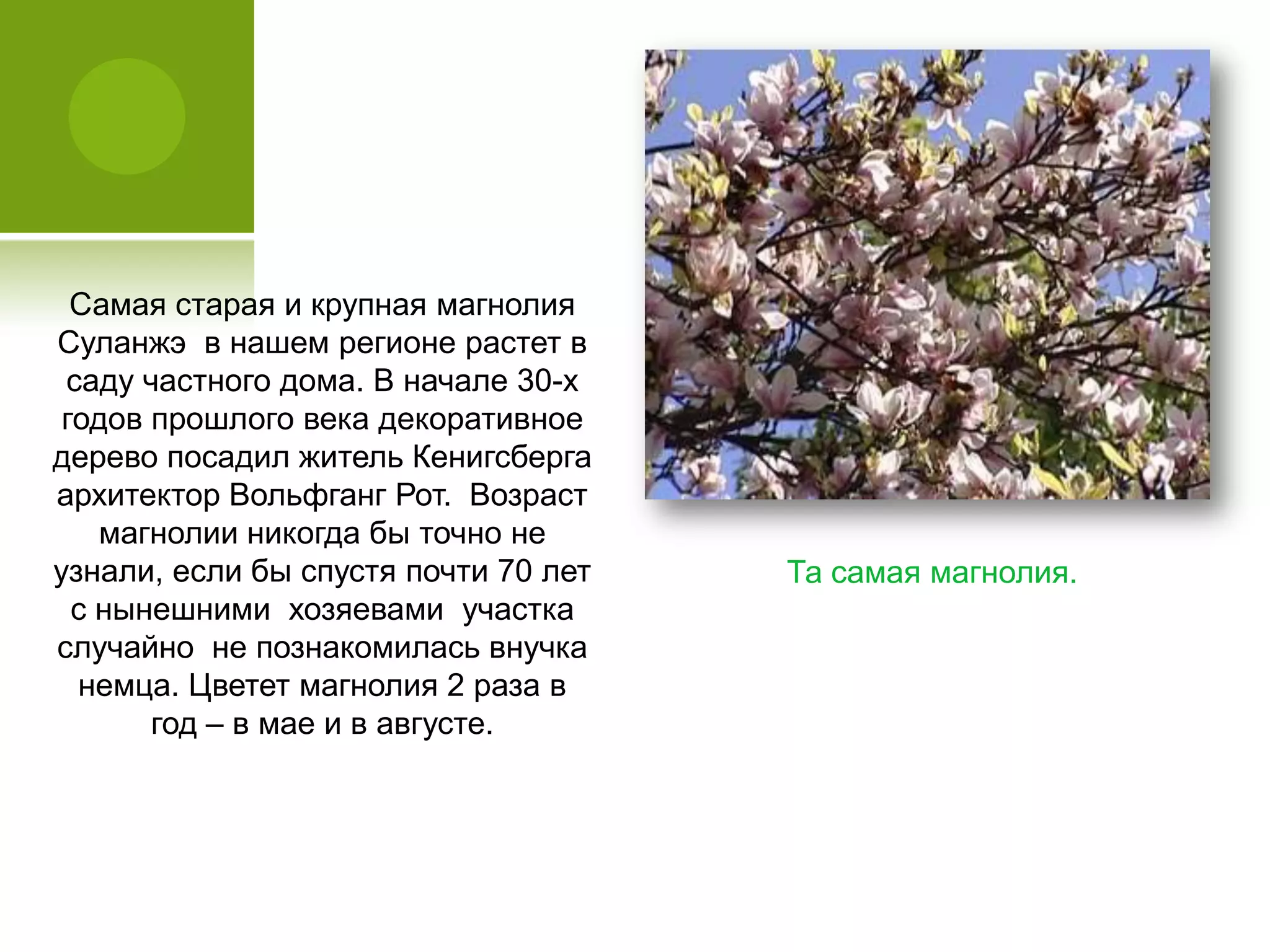Самая старая и крупная магнолия
Суланжэ в нашем регионе растет в
саду частного дома. В начале 30-х
годов прошлого века декоративное
дерево посадил житель Кенигсберга
архитектор Вольфганг Рот. Возраст
магнолии никогда бы точно не
узнали, если бы спустя почти 70 лет
с нынешними хозяевами участка
случайно не познакомилась внучка
немца. Цветет магнолия 2 раза в
год – в мае и в августе.
Та самая магнолия.
 
