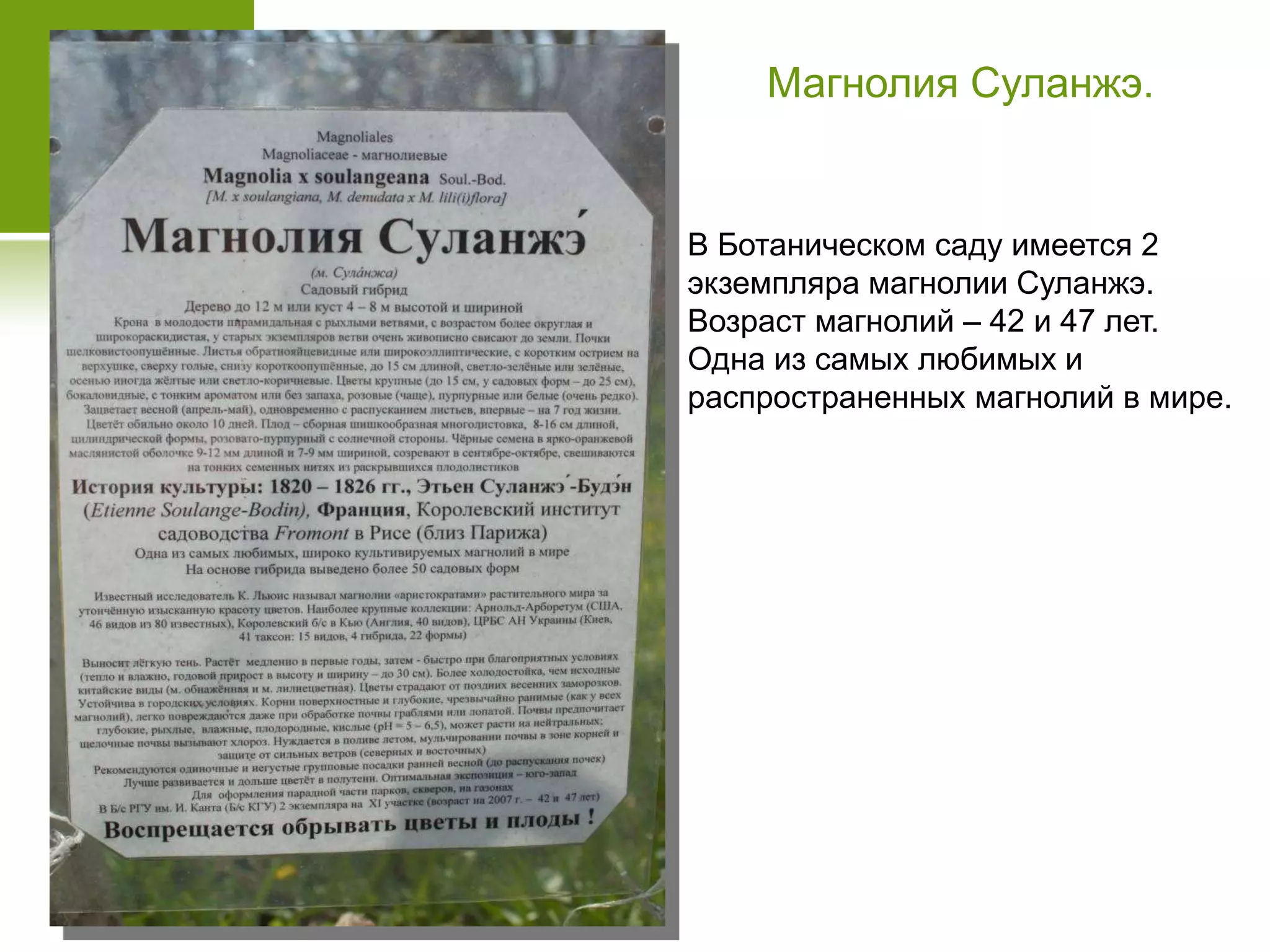 Магнолия Суланжэ.
В Ботаническом саду имеется 2
экземпляра магнолии Суланжэ.
Возраст магнолий – 42 и 47 лет.
Одна из самых любимых и
распространенных магнолий в мире.
 