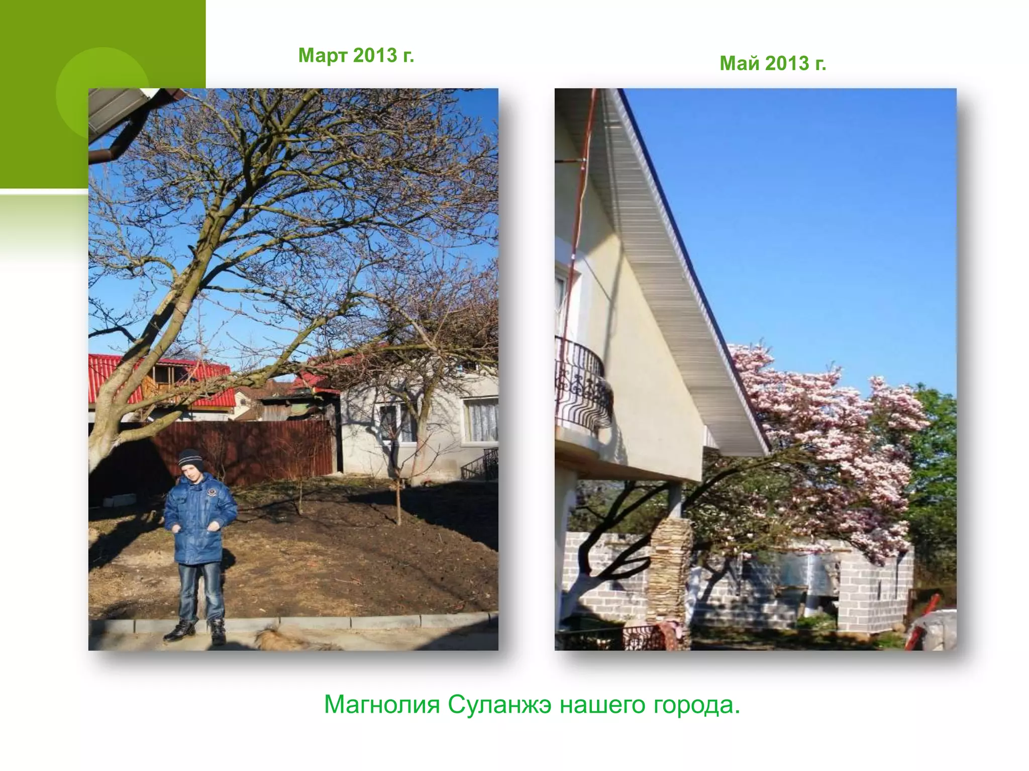 Март 2013 г. Май 2013 г.
Магнолия Суланжэ нашего города.
 