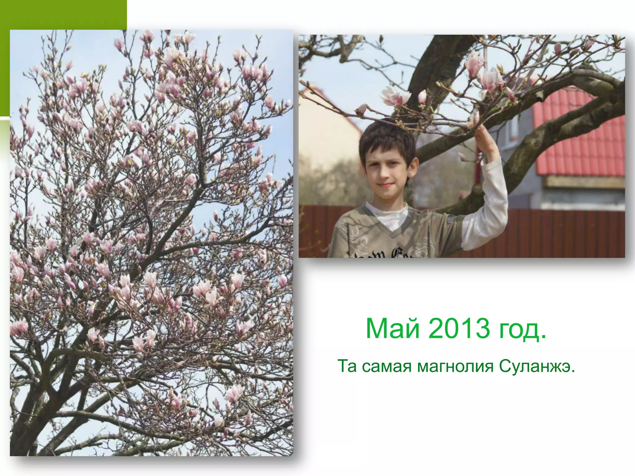 Май 2013 год.
Та самая магнолия Суланжэ.
 