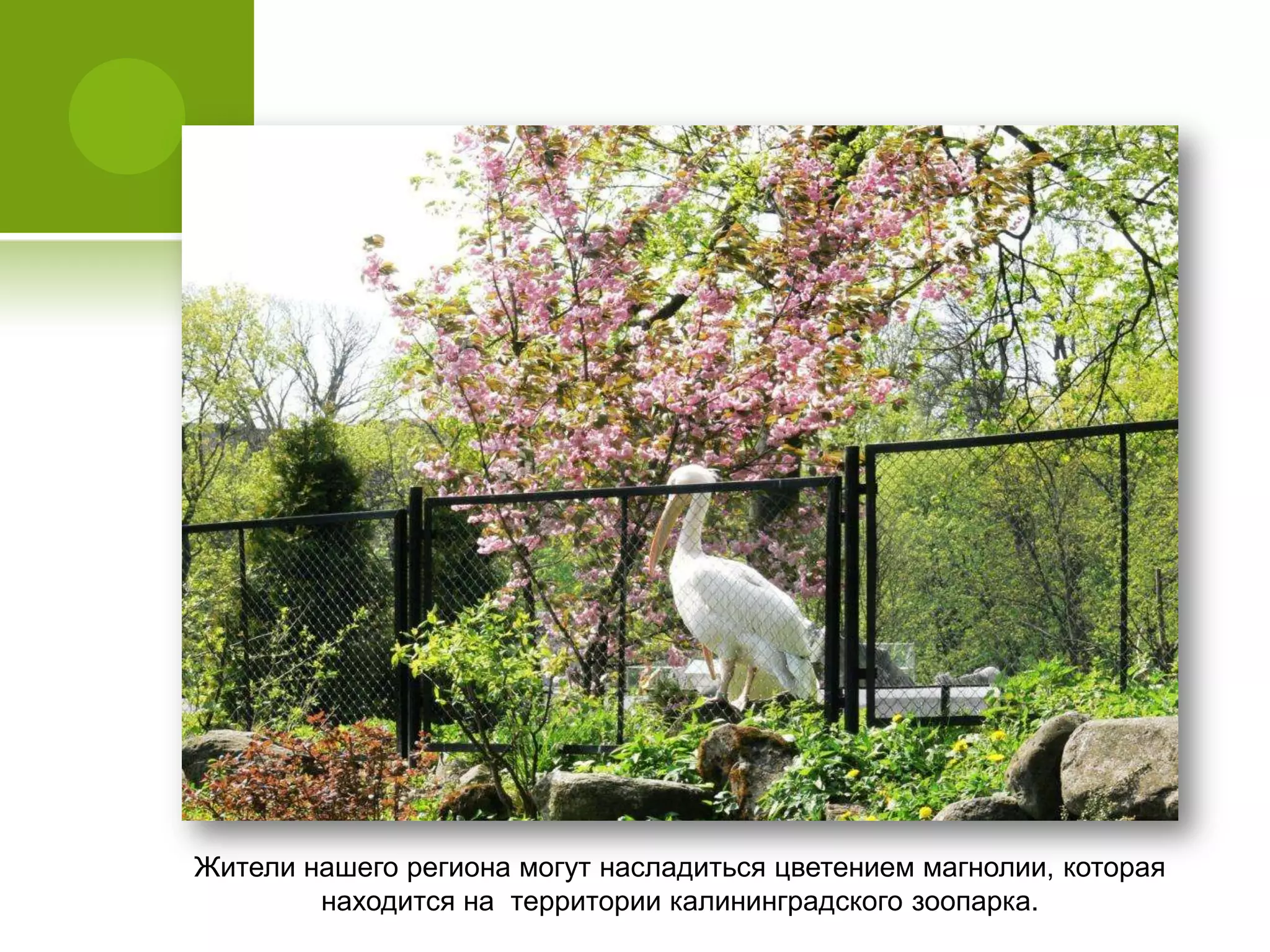 Жители нашего региона могут насладиться цветением магнолии, которая
находится на территории калининградского зоопарка.
 