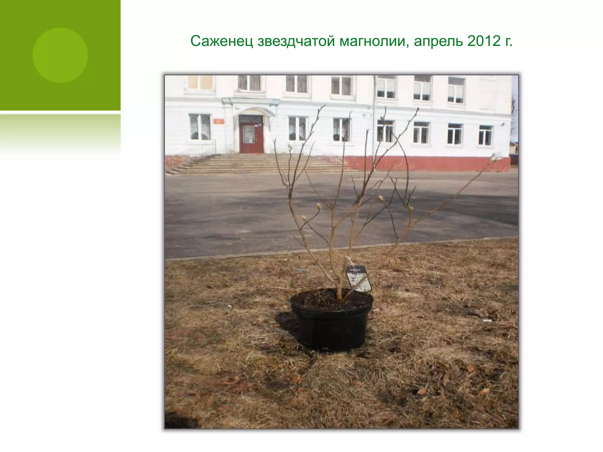 Саженец звездчатой магнолии, апрель 2012 г.
 