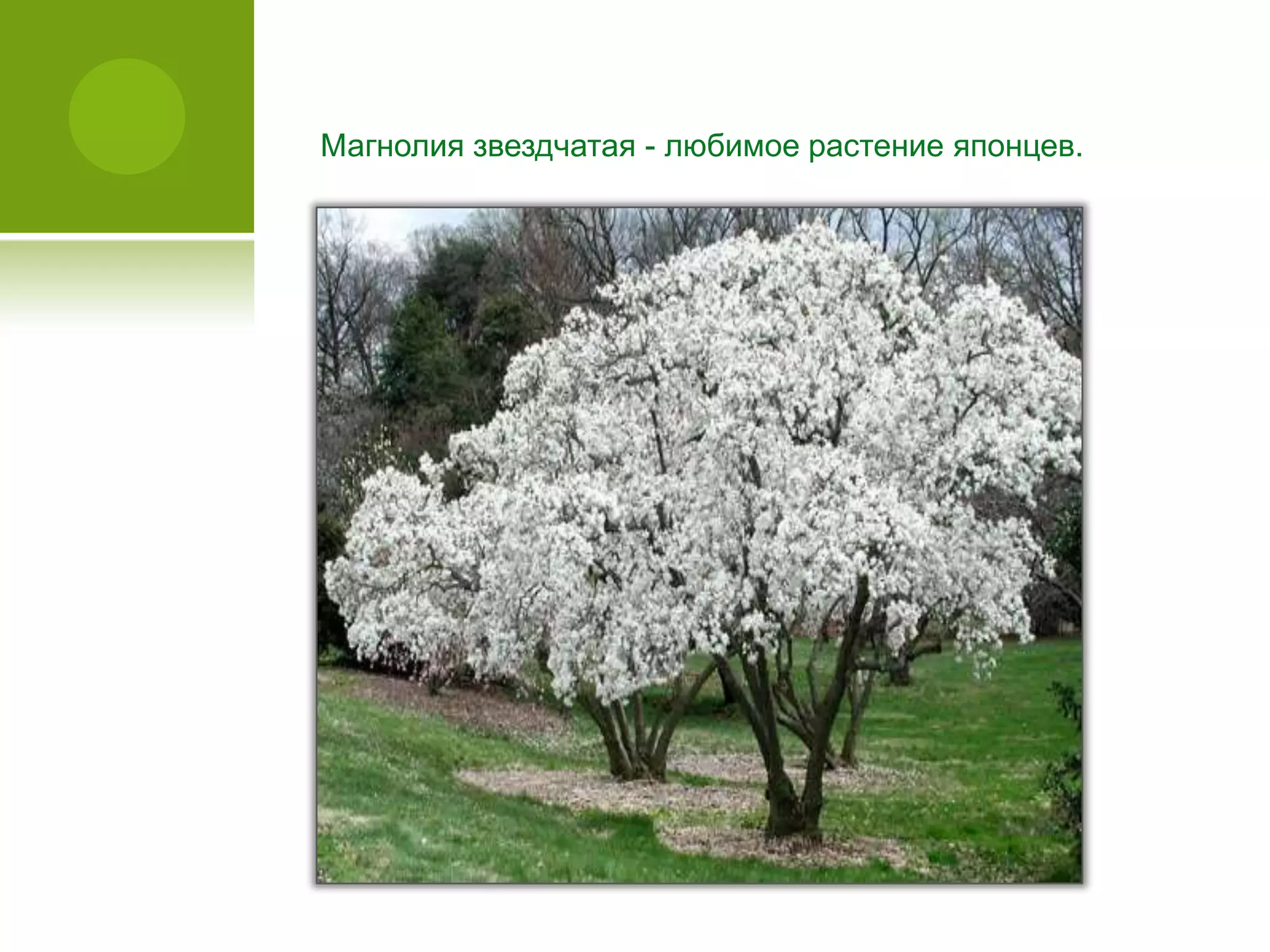 Магнолия звездчатая - любимое растение японцев.
 