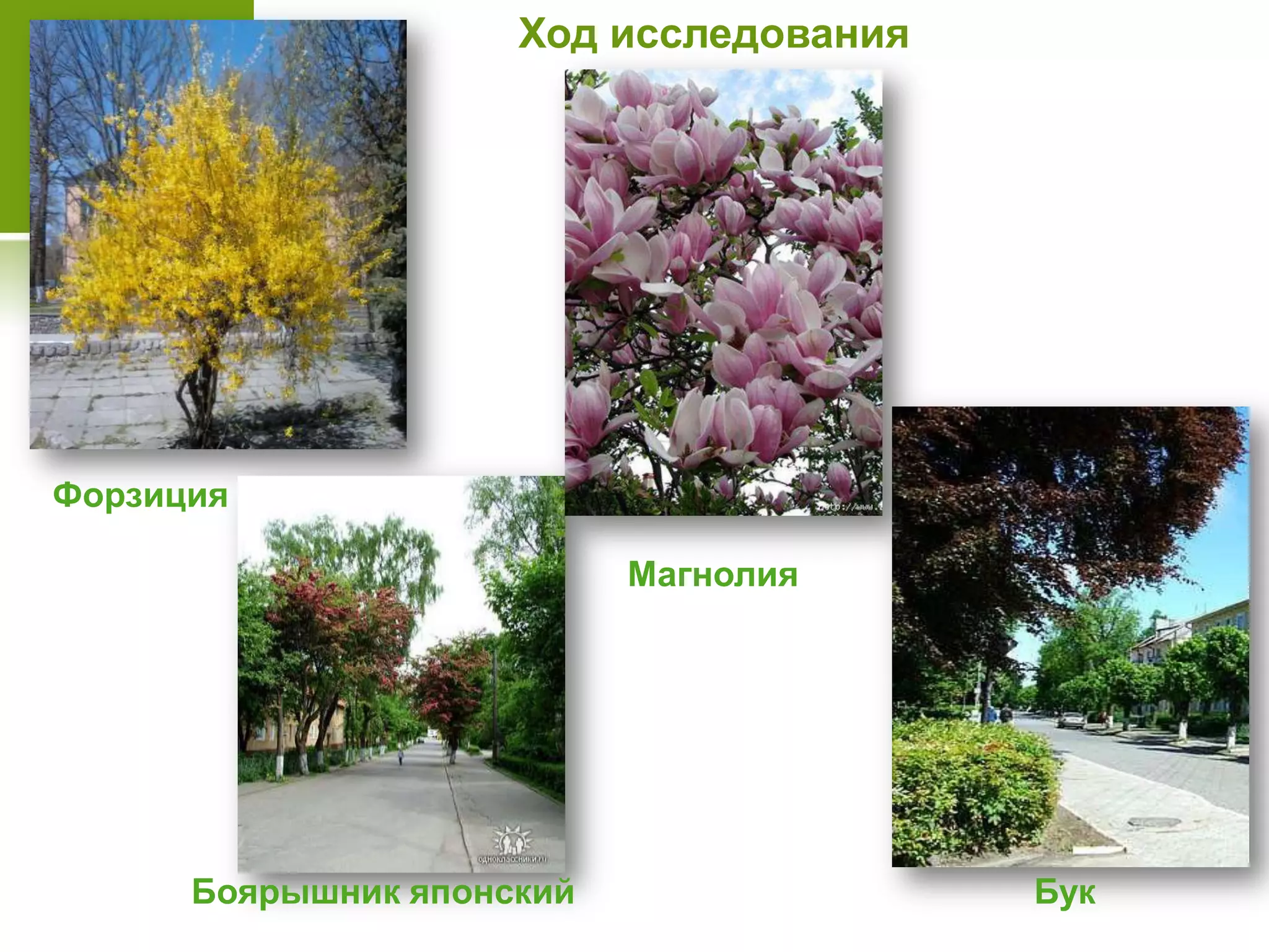 Форзиция
Боярышник японский
Магнолия
Бук
Ход исследования
 