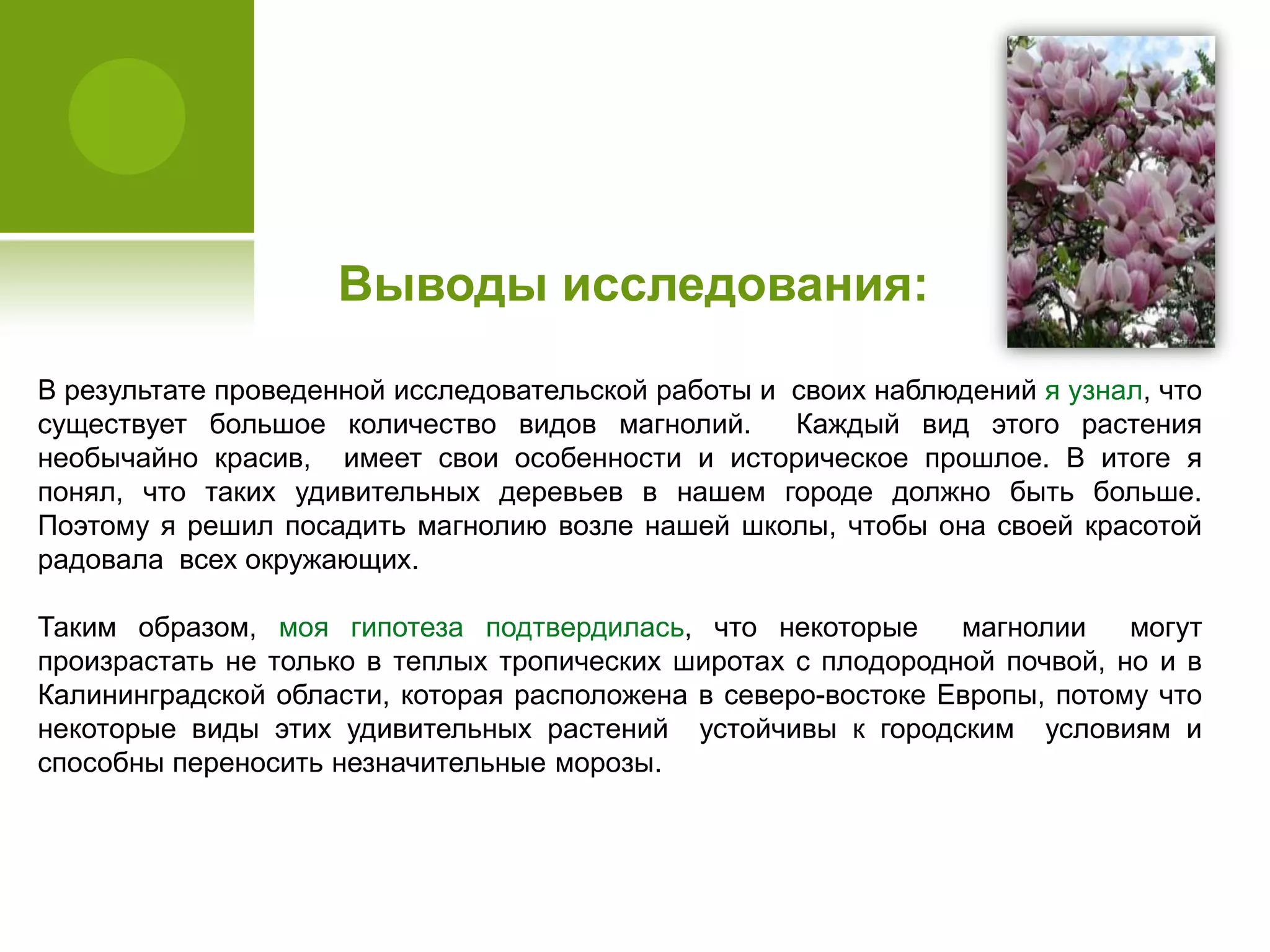 В результате проведенной исследовательской работы и своих наблюдений я узнал, что
существует большое количество видов магнолий. Каждый вид этого растения
необычайно красив, имеет свои особенности и историческое прошлое. В итоге я
понял, что таких удивительных деревьев в нашем городе должно быть больше.
Поэтому я решил посадить магнолию возле нашей школы, чтобы она своей красотой
радовала всех окружающих.
Таким образом, моя гипотеза подтвердилась, что некоторые магнолии могут
произрастать не только в теплых тропических широтах с плодородной почвой, но и в
Калининградской области, которая расположена в северо-востоке Европы, потому что
некоторые виды этих удивительных растений устойчивы к городским условиям и
способны переносить незначительные морозы.
Выводы исследования:
 