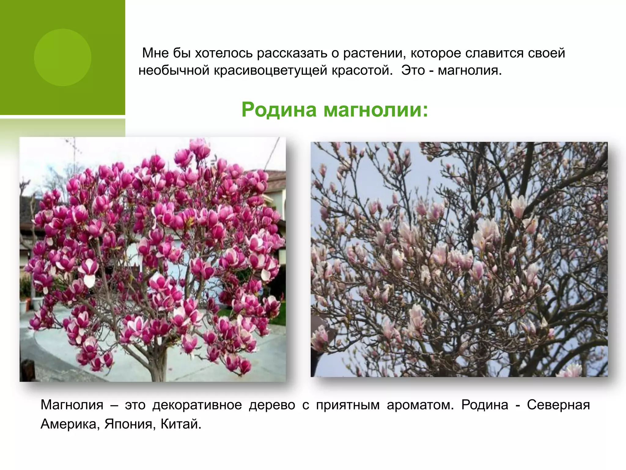 Мне бы хотелось рассказать о растении, которое славится своей
необычной красивоцветущей красотой. Это - магнолия.
Родина магнолии:
Магнолия – это декоративное дерево с приятным ароматом. Родина - Северная
Америка, Япония, Китай.
 