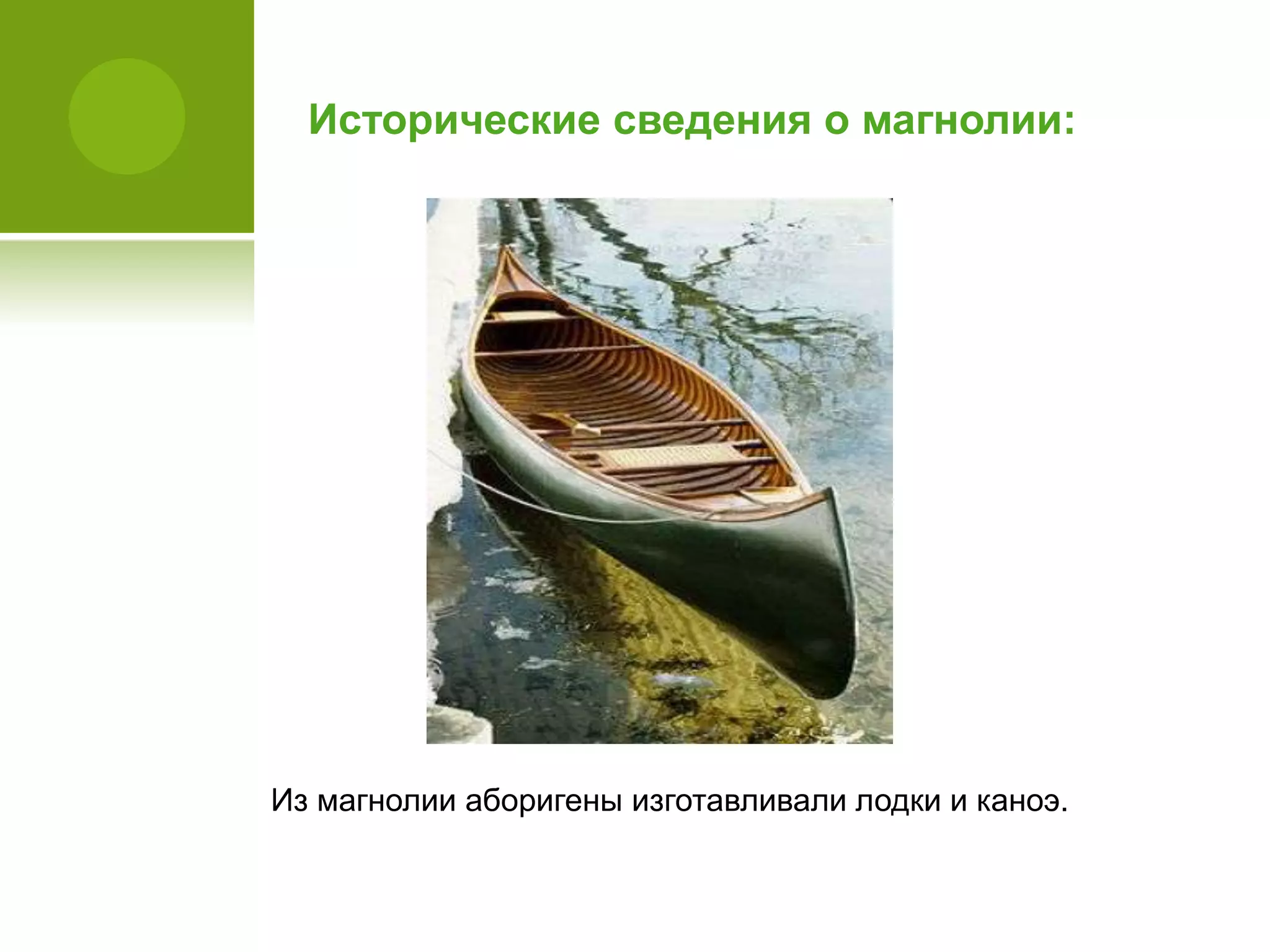 Исторические сведения о магнолии:
Из магнолии аборигены изготавливали лодки и каноэ.
 