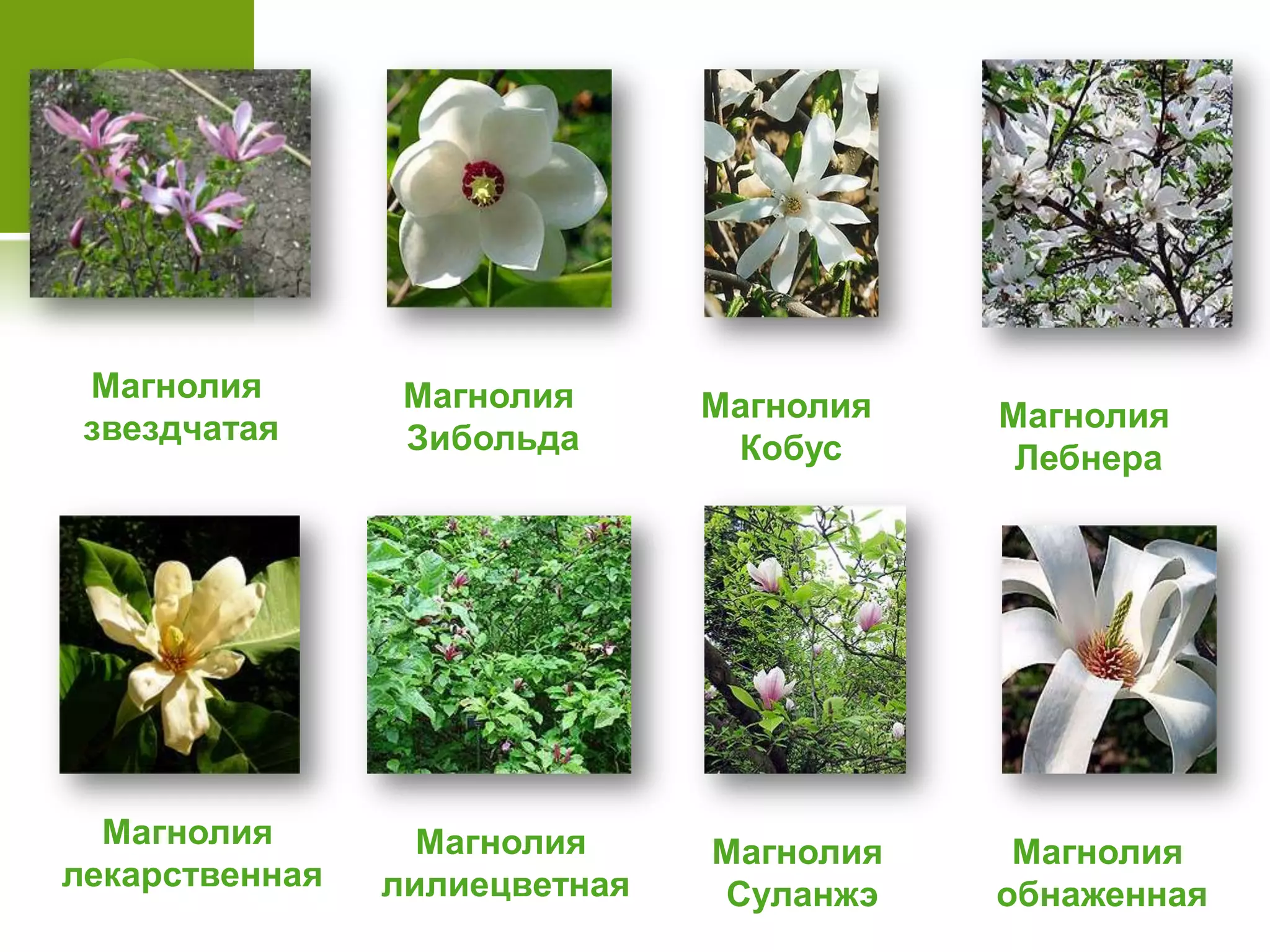 Магнолия
звездчатая
Магнолия
Зибольда
Магнолия
Кобус
Магнолия
Лебнера
Магнолия
лекарственная
Магнолия
лилиецветная
Магнолия
Суланжэ
Магнолия
обнаженная
 