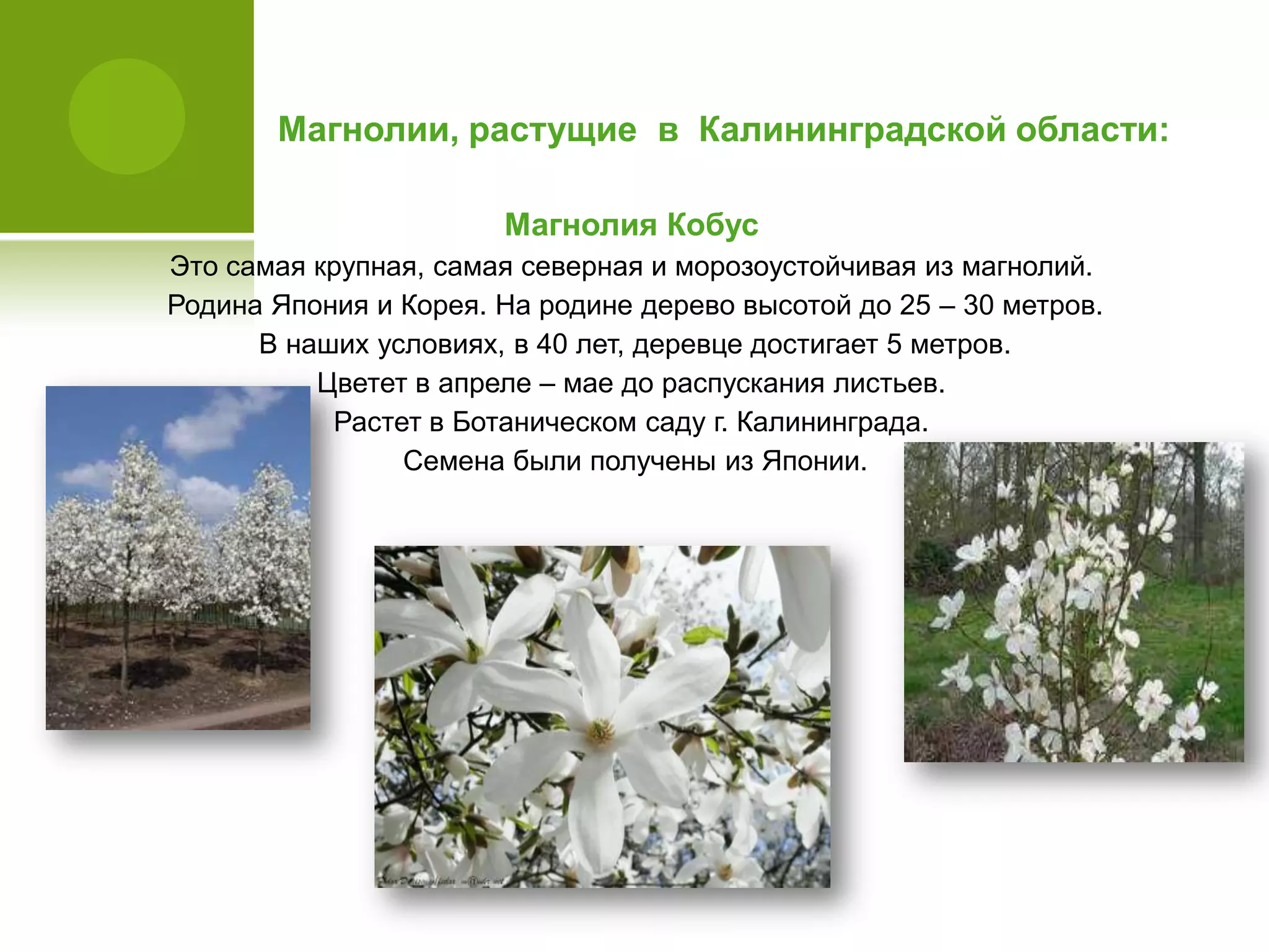 Магнолии, растущие в Калининградской области:
Магнолия Кобус
Это самая крупная, самая северная и морозоустойчивая из магнолий.
Родина Япония и Корея. На родине дерево высотой до 25 – 30 метров.
В наших условиях, в 40 лет, деревце достигает 5 метров.
Цветет в апреле – мае до распускания листьев.
Растет в Ботаническом саду г. Калининграда.
Семена были получены из Японии.
 