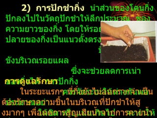 2) การปักชำากิ่ง นำาส่วนของโคนกิ่ง
 ปักลงไปในวัตถุปักชำาให้ลึกประมาณ ของ
 ความยาวของกิง โดยให้รอยแผลตัดด้าน
                 ่
 ปลายของกิ่งเป็นแนวตั้งตรงเพื่อ
                             ป้องกันไม่ให้นำ้า
 ขังบริเวณรอยแผล
                    ซึ่งจะช่วยลดการเน่า
 การดูแได้ กษา กกิ่ง
 ของกิ่ง ลรั การปั
     ในระยะแรกๆควรจัดระยะให้ห่างกันพอน
                   ที่กงยังไม่ออกรากจำาเป็
                       ิ่
ต้ประมาณอย่า ้นในบริเวณที่ปักชำาให้สู
  องรักษาความชื
งมากๆ เพื่อลดการสูญเสียนำ้านไป จะทำาให้
          ให้ชด หรือแน่นเกิ จากการคายนำ้า
               ิ
 
