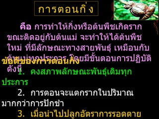 การตอนกิ ่ ง
     คือ การทำาให้กิ่งหรือต้นพืชเกิดราก
 ขณะติดอยู่กบต้นแม่ จะทำาให้ได้ต้นพืช
               ั
 ใหม่ ทีมีลักษณะทางสายพันธุ์ เหมือนกับ
        ่
ข้ต้นแม่ทุกประการ โดยมีขั้นตอนการปฏิบัติ
  อดีของการตอนกิ่ง
 ดังนี้ คงสภาพลักษณะพันธุ์เดิมทุก
     1.
ประการ
     2. การตอนจะแตกรากในปริมาณ
มากกว่าการปักชำา
     3. เมื่อนำาไปปลูกอัตราการรอดตาย
 