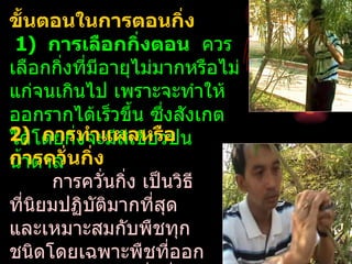 ขันตอนในการตอนกิ่ง
   ้
 1) การเลือกกิ่งตอน ควร
เลือกกิ่งทีมีอายุไม่มากหรือไม่
           ่
แก่จนเกินไป เพราะจะทำาให้
ออกรากได้เร็วขึ้น ซึงสังเกต
                     ่
2) โดยกิ่งจะมีสเขียวปน
ได้ การทำาแผลหรือี
การควั่นกิ่ง
นำ้าตาล
       การควันกิง เป็นวิธี
             ่ ่
ที่นยมปฏิบัติมากที่สด
     ิ                 ุ
และเหมาะสมกับพืชทุก
ชนิดโดยเฉพาะพืชทีออก     ่
 