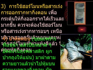 3) การใช้ฮอร์โมนหรือสารเร่ง
การออกรากทากิ่งตอน เพื่อ
กระตุ้นให้กงออกรากได้เร็วและ
              ิ่
มากขึน ควรจะต้องใช้ฮอร์โมน
       ้
หรือสารเร่งรากทารอบๆ เหนือ
บริเวณรอยควัน(ขุยมะพร้าว ง
 4) นำาตุ้มตอน ด้านบนและหลั
                 ่
จากฮอร์โแล้วบีบหมาด แล้ว จึง
 ที่แช่นำ้า มนที่ทาแห้งดี ๆ
ค่อยหุ้มกิงตอน
            ่
 อัดลงในถุงพลาสติก ผูก
 ปากถุงให้แน่น) มาผ่าตาม
 ความยาวแล้วนำาไปหุ้มบน
 