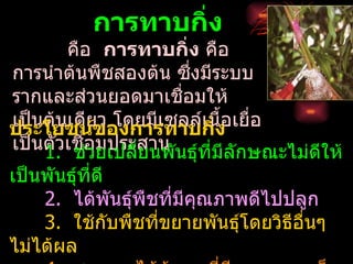 การทาบกิ่ง
       คือ การทาบกิ่ง คือ
การนำาต้นพืชสองต้น ซึงมีระบบ
                     ่
รากและส่วนยอดมาเชื่อมให้
เป็นต้นเดียวองการทาบกิ่ง เยือ
ประโยชน์ข    โดยมีเซลล์เนื้อ ่
เป็นตัวเชื่อมประสาน นธุ์ที่มีลักษณะไม่ดีให้
    1. ช่วยเปลี่ยนพั
เป็นพันธุ์ที่ดี
    2. ได้พันธุ์พืชที่มีคุณภาพดีไปปลูก
    3. ใช้กบพืชที่ขยายพันธุ์โดยวิธีอนๆ
                ั                   ื่
ไม่ได้ผล
 