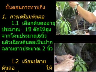 ขั้นตอนการทาบกิ่ง
1. การเตรียมต้นตอ
    1.1 เลือกต้นตออายุ
ประมาณ 1ปี ตัดให้สง ู
จากโคนประมาณ6นิ้ว
แล้วเฉือนต้นตอเป็นปาก
ฉลามยาวประมาณ 2 นิ้ว

    1.2 เฉือนปลาย
ต้นตอ             ให้
 
