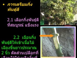 • การเตรียมกิ่ง
  พันธุ์ดี

   2.1 เลือกกิงพันธุ์ดี
              ่
   ทีสมบูรณ์ แข็งแรง
     ่

         2.2 เฉือนกิง ่
พันธุ์ดีให้เข้าเนื้อไม้
เฉียงขึ้นยาวประมาณ
2 นิ้ว ตัดส่วนเปลือกที่
 