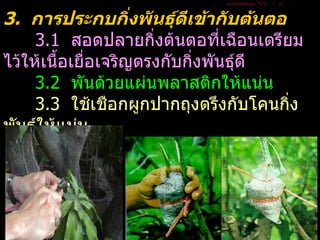 3. การประกบกิ่งพันธุ์ดีเข้ากับต้นตอ
     3.1 สอดปลายกิ่งต้นตอที่เฉือนเตรียม
ไว้ให้เนื้อเยือเจริญตรงกับกิ่งพันธุ์ดี
              ่
     3.2 พันด้วยแผ่นพลาสติกให้แน่น
     3.3 ใช้เชือกผูกปากถุงตรึงกับโคนกิง่
พันธุ์ให้แน่น
 