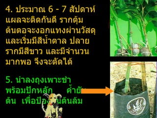 4. ประมาณ 6 - 7 สัปดาห์
แผลจะติดกันดี รากตุ้ม
ต้นตอจะงอกแทงผ่านวัสดุ
และเริ่มมีสนำ้าตาล ปลาย
           ี
รากมีสีขาว และมีจำานวน
มากพอ จึงจะตัดได้

5. นำาลงถุงเพาะชำา
พร้อมปักหลัก     คำ้ายัน
ต้น เพื่อป้องกันต้นล้ม
 