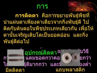 การ
     การติดตา ดอการขยายพันธุ์พืชที่
            ติ คืตา
นำาแผ่นตาเพียงตาเดียวจากกิ่งพันธุ์ดี ไป
ติดกับต้นตอในพืชประเภทเดียวกัน เพื่อให้
ตานั้นเจริญเติบโตเป็นยอดอ่อน และกิง   ่
พันธุ์ดีต่อไป
       ซึ่งอุธีการนี้ ติดักษณะคล้ายกับวิธี
           วิ ปกรณ์ มีล ตา
การต่อกิง แต่มข้อดีกว่าคือ ทำาได้ง่ายกว่า
        ่        ี
ได้ต้นพันธุ์ดีมากกว่า และมีความเสียงตำ่า
                                    ่
 มีดติดตา                   แถบพลาสติก
 