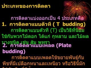 ประเภทของการติดตา

     การติดตาแบ่งออกเป็น 4 ประเภทคือ
1. การติดตาแบบตัวที ( T budding)
     การติดตาแบบตัวที (T) เป็นวิธีที่นยม
                                      ิ
ใช้กับพวกไม้ดอก ได้แก่ กุหลาบ และไม้ผล
บางชนิด เช่น ส้ม พุทรา
2. การติดตาแบบเพลต (Plate
budding)
     การติดตาแบบเพลตใช้ขยายพันธุ์กบ     ั
พืชทีมีเปลือกหนาและเหนียว หรือวิธีนี้มัก
      ่
 