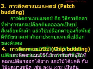 3. การติดตาแบบแพตช์ (Patch
budding)
       การติดตาแบบแพตช์ คือ วิธีการติดตา
ที่ทำาการแกะเปลือกต้นตอออกเป็นรูป
สีเหลี่ยมผืนผ้า แล้วใช้เปลือกตาของกิ่งพันธุ์
  ่
ดีทมีขนาดเท่ากันมาประกบแทนทีเปลือก
    ี่                             ่
ของต้นตอ
4. การติดตาแบบวิธีนี้มักจะใช้กับพืชที่
       การติ ดตาแบบชิป (Chip budding)
เปลือกหนา ตาแบบวิวง ี้มักทำากับพันธุ์ไม้ที่
       การติด เช่นมะม่ ธีน ยางพารา เป็นต้น
ลอกเปลือกออกได้ยาก และใช้ได้ผลดี กับ
 