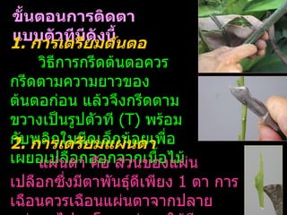 ขันตอนการติดตา
  ้
แบบตัวทีมีดังนีนตอ
1. การเตรียมต้ ้
    วิธีการกรีดต้นตอควร
กรีดตามความยาวของ
ต้นตอก่อน แล้วจึงกรีดตาม
ขวางเป็นรูปตัวที (T) พร้อม
กับพลิกใบมีดเล็กน้อยเพื่อ
2. การเตรียมแผ่นตา
เผยอเปลืตา คือ ส่วนของแผ่น
    แผ่น อกออกจากเนือไม้ ้
เปลือกซึ่งมีตาพันธุ์ดีเพียง 1 ตา การ
เฉือนควรเฉือนแผ่นตาจากปลาย
 