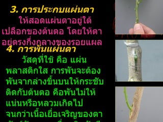 3. การประกบแผ่นตา
     ให้สอดแผ่นตาอยูใต้่
เปลือกของต้นตอ โดยให้ตา
อยู่ตรงกึงกลางของรอยแผล
         ่
 4. การพันแผ่นตา
      วัสดุทใช้ คือ แผ่น
            ี่
 พลาสติกใส การพันจะต้อง
 พันจากล่างขึ้นบนให้กระชับ
 ติดกับต้นตอ คือพันไม่ให้
 แน่นหรือหลวมเกิดไป
 จนกว่าเนื้อเยือเจริญของตา
               ่
 