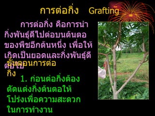 การต่อกิ่ง Grafting
      การต่อกิง คือการนำา
               ่
กิ่งพันธุ์ดีไปต่อบนต้นตอ
ของพืชอีกต้นหนึ่ง เพื่อให้
เกิดเป็นยอดและกิ่งพันธุ์ดี
 ขั้นตอนการต่อ
ต่อไป
 กิ่ง
      1. ก่อนต่อกิงต้อง
                  ่
 ตัดแต่งกิ่งต้นตอให้
 โปร่งเพื่อความสะดวก
 ในการทำางาน
 