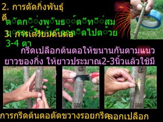 2. การตัดกิงพันธุ์
            ่
ดีตััดกัิั่งพัันธัุั์ดัีทัีั่สม
 บัุรณั์ใหั้มัีตาตัิ
 3. การเตรียมต้นตอ ดไปดั้วย
 3-4 ตา
     กรีดเปลือกต้นตอให้ขนานกันตามแนว
 ยาวของกิ่ง ให้ยาวประมาณ2-3นิ้วแล้วใช้มี
 กรีดตัดด้านบน



การกรีดต้นตอตัดขวางรอยกรีดลอกเปลือก
 