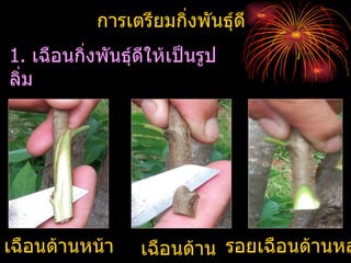 การเตรียมกิ่งพันธุ์ดี
1. เฉือนกิ่งพันธุ์ดีให้เป็นรูป
ลิ่ม




เฉือนด้านหน้า      เฉือนด้าน รอยเฉือนด้านหล
 
