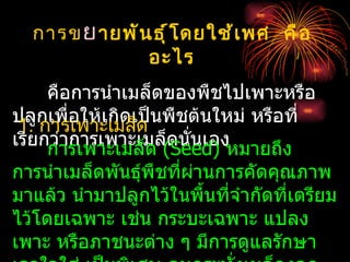 การข ย ายพั น ธุ ์ โ ดยใช้ เ พศ คื อ
               อะไร
     คือการนำาเมล็ดของพืชไปเพาะหรือ
ปลูกเพื่อให้เกิดเป็นพืชต้นใหม่ หรือที่
 1. การเพาะเมล็ด
เรียกว่าการเพาะเมล็(Seed) หมายถึง
     การเพาะเมล็ด   ดนั่นเอง
การนำาเมล็ดพันธุ์พืชที่ผานการคัดคุณภาพ
                        ่
มาแล้ว นำามาปลูกไว้ในพื้นทีจำากัดที่เตรียม
                           ่
ไว้โดยเฉพาะ เช่น กระบะเฉพาะ แปลง
เพาะ หรือภาชนะต่าง ๆ มีการดูแลรักษา
 