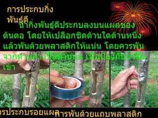 การประกบกิ่ง
  พันธุ์ดี
      นำากิงพันธุ์ดีประกบลงบนแผลของ
           ่
 ต้นตอ โดยให้เปลือกชิดด้านใดด้านหนึ่ง
 แล้วพันด้วยพลาสติกให้แน่น โดยควรพัน
 จากด้านล่างขึ้นด้านบน เพื่อป้องกันนำ้าซึม
 เข้า




ารประกบรอยแผล
            การพันด้วยแถบพลาสติก
 