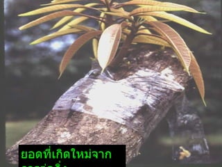 ยอดที่เกิดใหม่จาก
 