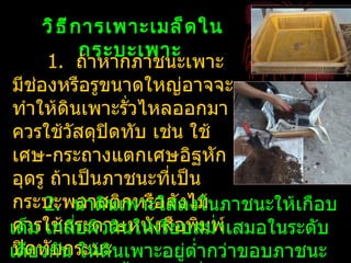 วิ ธ ี ก ารเพาะเมล็ ด ใน
              กระบะเพาะ
      1. ถ้าหากภาชนะเพาะ
มีช่องหรือรูขนาดใหญ่อาจจะ
ทำาให้ดินเพาะรั่วไหลออกมา
ควรใช้วสดุปิดทับ เช่น ใช้
            ั
เศษ-กระถางแตกเศษอิฐหัก
อุดรู ถ้าเป็นภาชนะที่เป็น
กระบะพลาสติเพาะใส่ลไม้
     2. นำาดิน กหรือลัง งในภาชนะให้เกือบ
เต็ม เกลีระดาษหนังรียบสมำ่าเสมอในระดับ
ควรใช้ก ่ยผิวดินให้เ สือพิมพ์
เดีดทับน ให้ดินเพาะอยู่ตำ่ากว่าขอบภาชนะ
ปิ ยวกั กระบะ
 